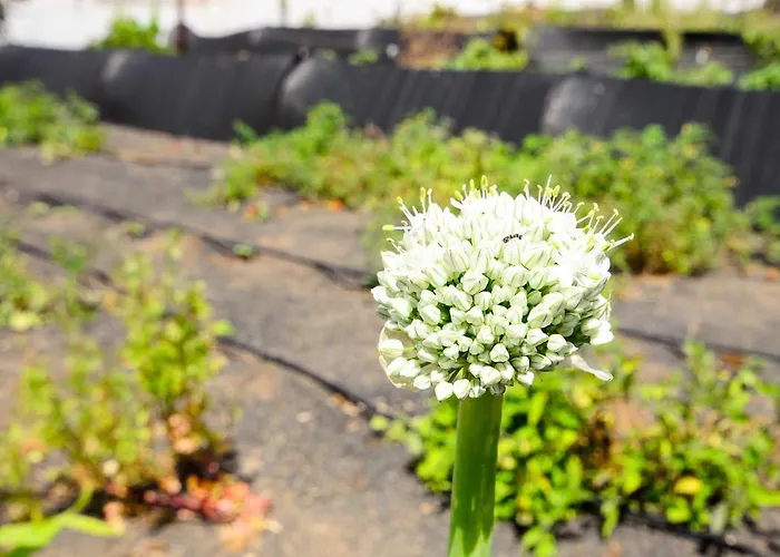 Casa Angeles 2 בית נופש Mozaga