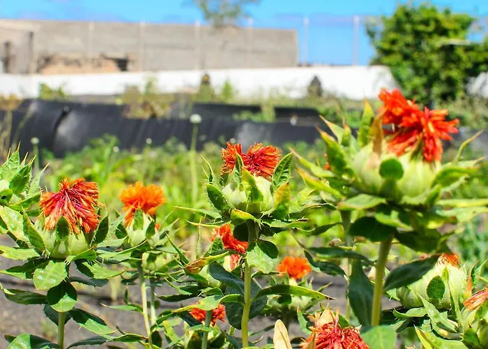 בית נופש Casa Angeles 2 Mozaga