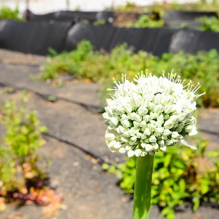 Casa Angeles 2 בית נופש Mozaga